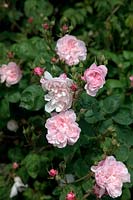 Rosa 'Fantin-Latour' Shrub Rose