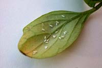 Greenhouse whitefly - Trialeurodes vaporariorum on reverse of Tomato leaf - Solanum lycopersicum