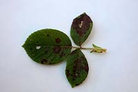 Rose downy mildew - Peronospora sparsa
