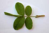 Rose Leaf-rolling Sawfly - Blennocolpa phyllocolpa