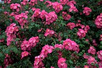 Rosa 'American Pillar' rambler rose