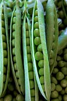 Heritage tall peas variety Pisium sativum