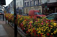 Vibrant summer colours in baskets on the street with Petunias, Verbena and Bidens