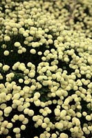 Santolina rosmarinifolia 'Primrose Gem'