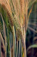 Barley - Hordeum vulgare - ripening crop