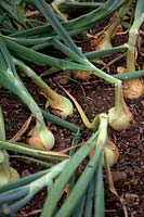 Allium 'Santero' - Onions from heat treated sets in July