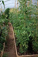 Growing tomatoes in the ground in a polytunnel - mid July and the first fruits begin to ripen - nearest camera Solanum lycopersicum Tomato 'Gardener's Delight'