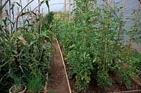Growing tomatoes in the ground in a polytunnel with Sweet Corn and Chives in pots - mid July and the first fruits begin to ripen - nearest camera Solanum lycopersicum Tomato 'Gardener's Delight'