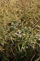 Mayweed - Matricaria perforata growing through a crop of Brassica napus - rape or oilseed rape approaching harvest time