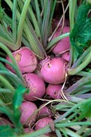 Brassica rapa subsp. rapa - Summer Turnip 'Sweet Bell' F1