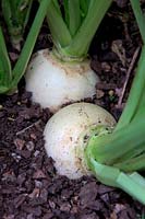 Brassica rapa subsp. rapa - Summer Turnip 'Snowball'