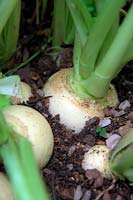 Brassica rapa subsp. rapa - Summer Turnip 'Snowball'