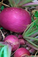 Brassica rapa subsp. rapa - Summer Turnip 'Milan Purple Top'