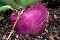 Brassica rapa subsp. rapa - Summer Turnip 'Milan Purple Top'