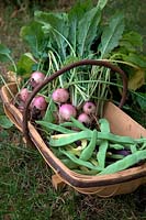 July harvest from the vegetable garden: Climbing French Bean Phaseolus vulgaris 'Algarve', Brassica rapa subsp. rapa 'Sweet Bell' F1 summer turnip