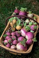 Brassica rapa subsp. rapa - Summer turnip 'Golden Ball'  'Sweet Bell' F1 -small and purple at front, 'Veitch's Red Globe' - purple and white, 'Snowball' and 'Milan Red Top' biggest and all purple