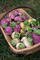 Brassica rapa subsp. rapa - Summer turnip 'Golden Ball'  'Sweet Bell' F1 -small and purple at back, 'Veitch's Red Globe' - purple and white on left side, 'Snowball' and 'Milan Red Top' biggest and all purple at front