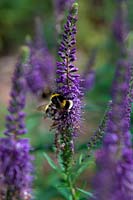 Veronica spocata with Bumblebee - Bombus lucorum or B terrestris worker