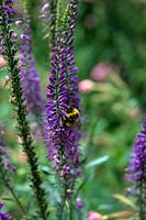 Veronica spocata with Bumblebee - Bombus lucorum or B terrestris worker