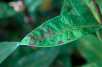 Phlox foliage showing Septoria Leaf Spot