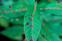 Phlox foliage showing Septoria Leaf Spot