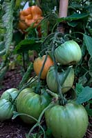 Blossom end rot in tomatoes - Solanum lycopersicum - is a physiological problem, caused by adverse growing conditions rather than a pest or disease.