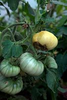 Blossom end rot in tomatoes - Solanum lycopersicum - is a physiological problem, caused by adverse growing conditions rather than a pest or disease.