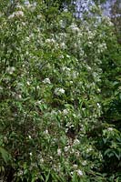 Hoheria glabrata - Mountain Ribbonwood