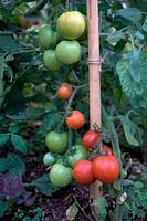 Solanum lycopersicum - 'Alicante' Tomato plant growing