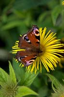 Inachis io - Peacock butterfly on Inula hookeri