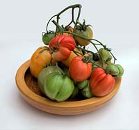 Solanum lycopersicum 'Coeur du Boeuf - Orange' syn. orange beefheart with 'Cuor di Bue' Tomato - Wooden bowl, White background