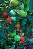 Solanum lycopersicum Tomato 'Alicante'