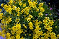 Sneezeweed - Helenium amarum 'Dakota Gold'