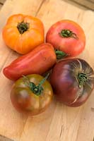Solanum lycopersicum - Beefsteak tomatoes - Clockwise from the horned variety 'Andine Cornue' syn. 'Cornue des Andes', 'Ananas',  'Cacao', 'Gros Nicolle',  'Paul Robeson'
