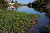 Ludwigia grandiflora the invasive North American water primrose threatening shown on River Cher, France