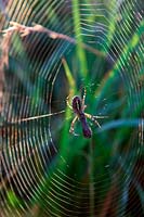Argiope trifasciata - banded garden spider with encased butterfly prey
