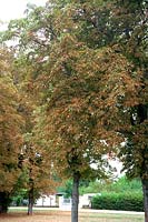 Symptoms of Horse chestnut leaf miner - Cameraria ohridella on Aesculus hippocastanum showing severe damage in mid August