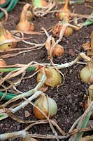 Ripe Onions - Allium 'Santero'