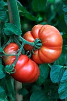 Tomato - Solanum lycopersicum 'Marmande'
