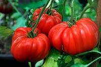 Tomato - Solanum lycopersicum 'Costoluto Fiorentino'