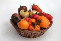 Tomato - Solanum lycopersicum 'Marmande' 'Golden Queen'  'White Beauty' 'Coeur du Boeuf - Orange' syn. 'Beef Heart - Orange' 'Cornue des Andes' syn. 'Andine Cornue' 'Costoluto Fiorentino'  'Crimean Black'