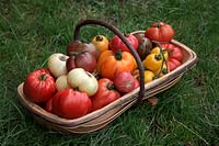 Tomato - Solanum lycopersicum 'Marmande' 'Paul Robeson' 'Golden Queen'  'White Beauty' 'Omar's Lebanese' 'Coeur du Boeuf - Orange' syn. 'Beef Heart - Orange' 'Cornue des Andes' syn. 'Andine Cornue' 'Costoluto Fiorentino'  'Crimean Black'