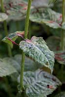 Erysiphe cichoracearum - Powdery mildew symptoms on Monarda 'Ruby Glow'