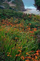 Naturalised Montbretia - Crocosmia - widely found along the coastaline of NW Europe - shown here Porthtowan, Cornwall, with the beach at rear