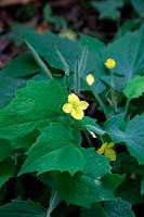 Stylophorum diphyllum - celandine-poppy, wood poppy, poppywort