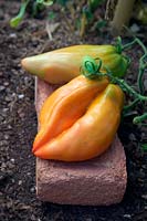Solanum lycopersicum - Tomato 'Cornue des Andes' syn. 'Andine Cornue' syn. 'Andean Horn' syn. 'Andes Horn' - using a house brick to keep low fruits off the ground and avoid rot and damage