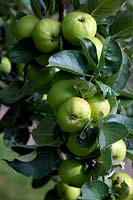 Apple - Malus domestica 'Golden Bittersweet'
