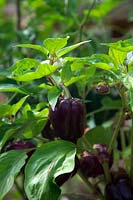 Capsicum annum - Chilli Pepper 'Gusto Purple'