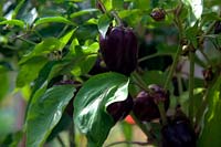 Capsicum annum - Chilli Pepper 'Gusto Purple'