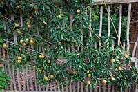 Malus domestica 'Brownlees Russet' fan trained on fence M26 rootstock